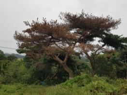 충남도, 소나무재선충병 청정지역 회복 ‘총력’ 기사 이미지